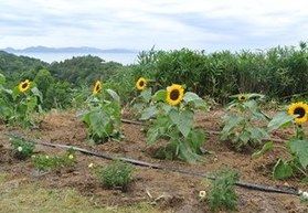 ひまわり群がお目見え