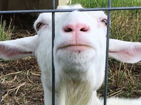 〓 茶臼山高原のヤギ 〓今年も“メェ~ェェ”とやってきました