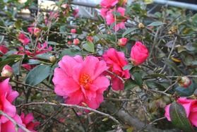 山茶花のお出迎え♪