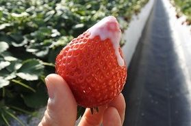 今が旬！栃木県産いちごを堪能！