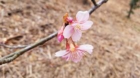 瀬戸内東予にも小さな春の訪れ♪♪