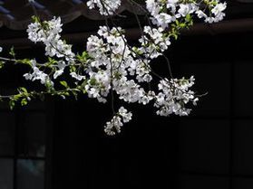新庄村のがいせん桜に行ってきたよ(去年の春の動画)