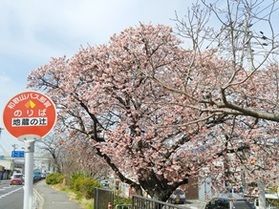 ひと足早い春を発見しました!!