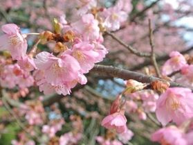 園地内の河津桜が見頃です♪