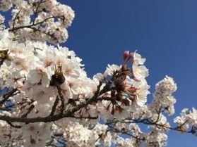 【桜咲く】休暇村周辺の開花状況