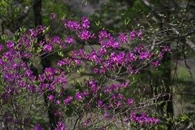奥日光開花状況 【トウゴクミツバツツジ】