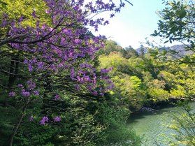 5・6月の湯ノ湖お散歩 色んな花に会えます♪