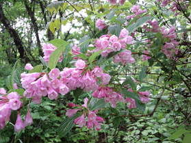 春の花を探しに出かけてみてはいかがですか?