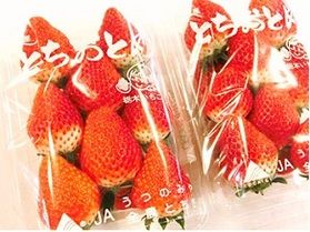 とちおとめの紹介!
