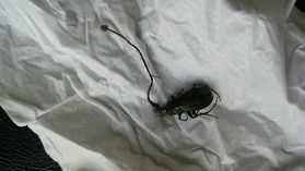 身近で小さな野生生物とのふれあいvol2