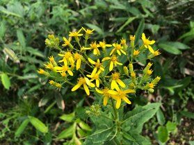 散歩中に出会える夏の花