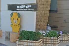 綺麗に咲いてます♪