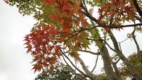 休暇村前の真っ赤な木♪