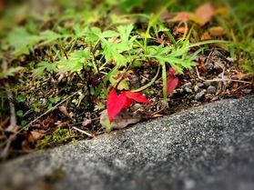 足元も紅葉してますよ!
