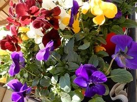 季節のお花が入っています♪