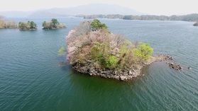 裏磐梯で春の訪れを告げる花ご存知ですか?