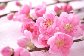 春の訪れ٭❀*✿.*