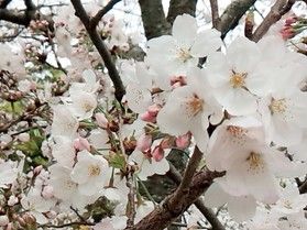 春といえばお花見~!❀