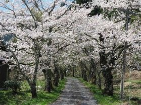 これからが見頃をむかえる真庭周辺の桜情報