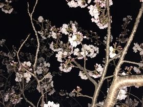 桜の楽しみ方♪