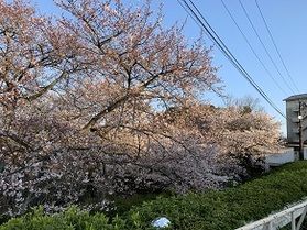 園地内のソメイヨシノ☆開花情報その4