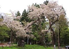5月に咲く桜「大鹿桜」