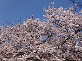 朝のお散歩会ご参加ください!