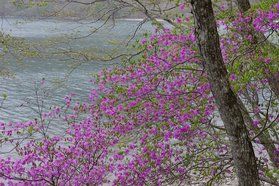 奥日光の花々を楽しもう！！