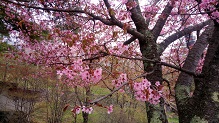奥日光ではまだ桜見れます！