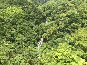 木々の緑に映えている霧降の滝！