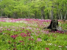 千手ヶ浜のクリンソウが見頃を迎えています。