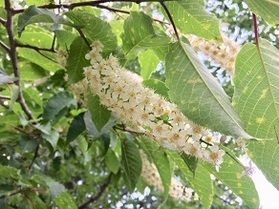 【速報】6月おススメの花「シウリザクラ」が綺麗です！
