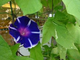 夏の花が咲き始めました!!