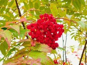 ナナカマドの実が綺麗に赤く色付いています！