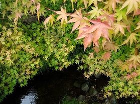 休暇村裏磐梯周辺の只今の紅葉!ごっちゃんのお庭⑬