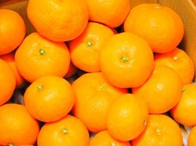 みかん付きお得プラン