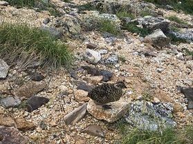 長野県の県鳥『ライチョウ』