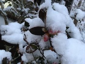 凛として美しく