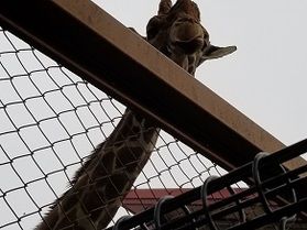 かわいい動物たちがいっぱい。