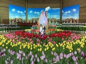 冬にチューリップをご覧いただけます。