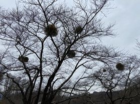 木の枝お借りしております。