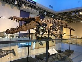 山中にクジラの化石⁉