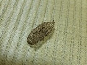 これ　なぁに？