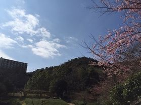 「河津桜」で春を感じましょう♪