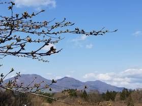真庭・蒜山周辺の桜開花情報②