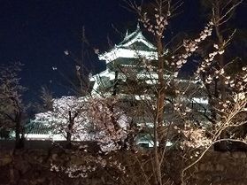 松本城の開花宣言