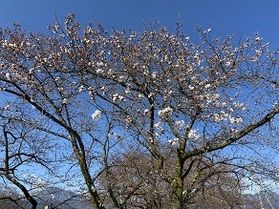 入学式