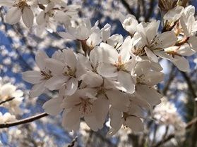 桜が満開です