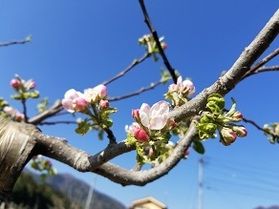 ついに咲きました！！りんごの花