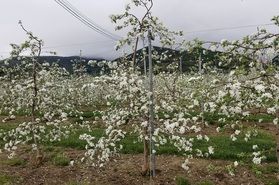 満開です♪りんごの花